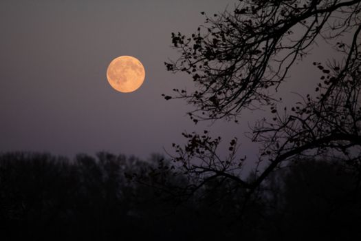 Full moon viewed through the tree branches