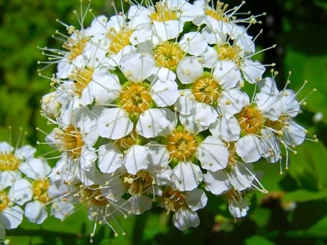 A large shrub inflorescence, composed of many white flowers.