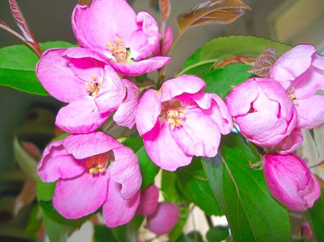 Closeup of pink apple blossoms on the branches of a tree.