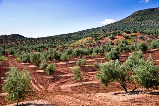 The flank of a olive tree hill in Andalusia, Spain