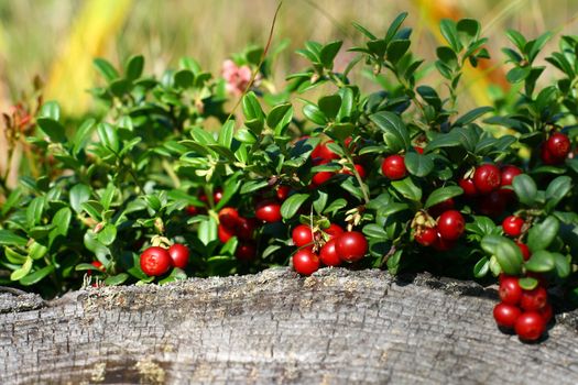Cowberry on green nature background