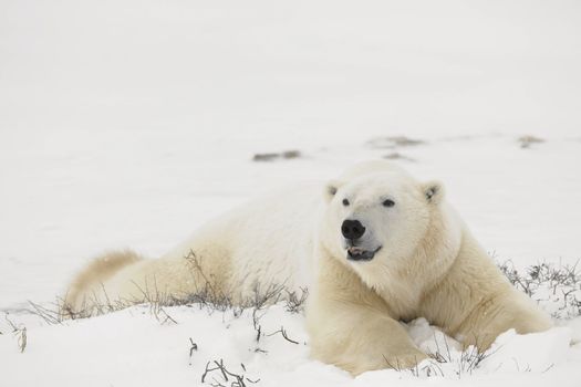 Rest of polar bears.  Two polar bears have a rest in an undersized bush. Snow-covered tundra.