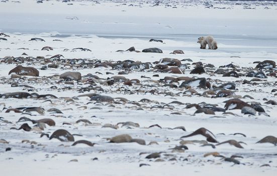 Polar she-bear with cubs leaves.. The polar she-bear leaves with two kids on snow-covered coast.