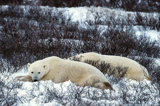 Rest of polar bears.  Two polar bears have a rest in an undersized bush. Snow-covered tundra.