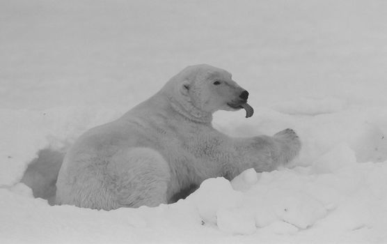 The polar bear puts out the tongue, lies in snow and has a rest. Snow-covered tundra.