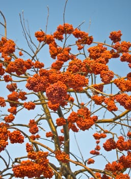 Bunches of ripe mountain ash in the city park. Autumn. Against the blue sky.