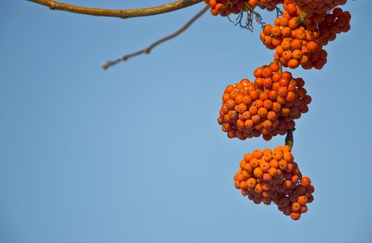 Bunches of ripe mountain ash in the city park. Autumn. Against the blue sky.