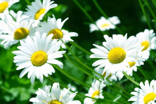 camomile daisy flowers nature background