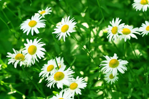 camomile daisy flowers nature background