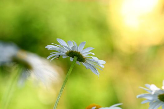 camomile daisy flowers nature background