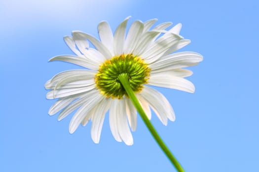 camomile daisy flowers in the sky