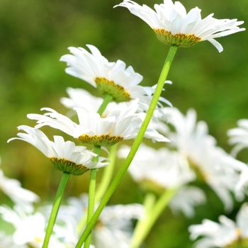 camomile daisy flowers nature background