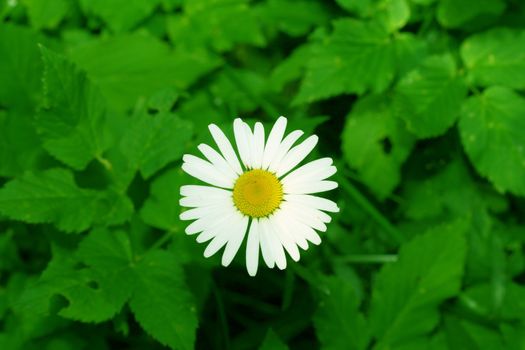 camomile daisy flowers nature background