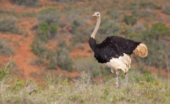 A male ostrich (Struthio camelus) with chicks at his feet, Addo Elephant National Park, South Africa.