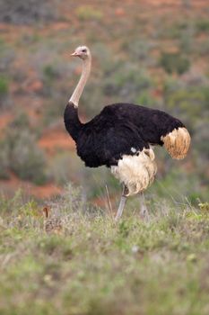 A male ostrich (Struthio camelus) with a chick at his feet, Addo Elephant National Park, South Africa.