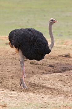 A male ostrich (Struthio camelus) in breeding colours, in Addo Elephant National Park, South Africa.