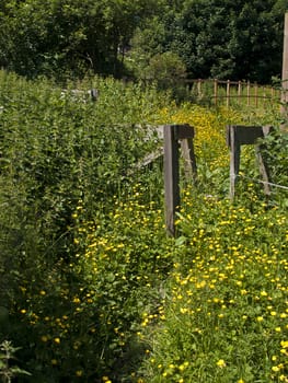 An overgrown path in summer awash with goldon buttercups