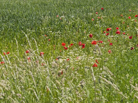 Lovely red poppies growing on the edge of a farmer's field