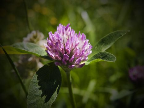 The lovely bright red clover flower up close