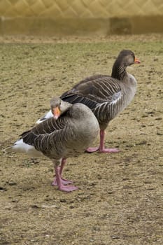 Two greylag geese having a good clean