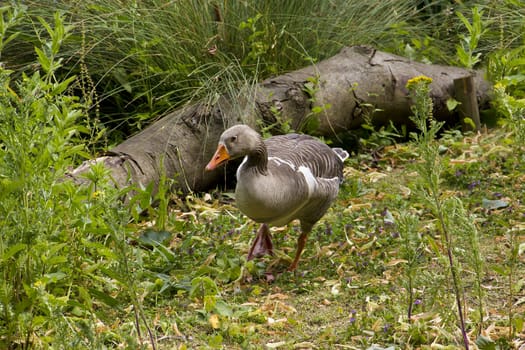 A greylag goose looking for food amidst some wild undergrowth