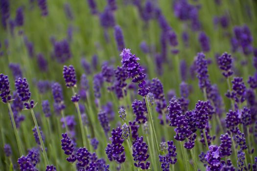 The sweet scent of the lovely lavander plant fills the air