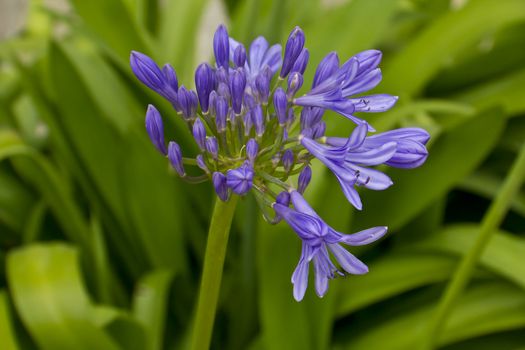 A real gem to see this gorgeous blue lily flower