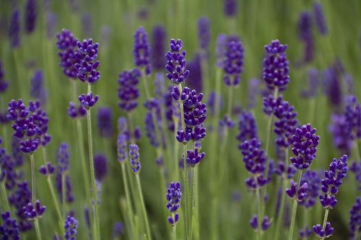 Always a pleasing sight to see the mass of blue lavander flowers