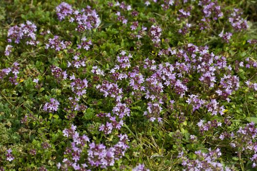 This is a lovely mass of small pink flowers