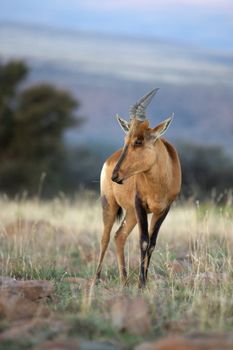 A young Red Hartebeest (Alcelaphus buselaphus) in Mountain Zebra National Park, South Africa.