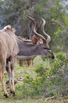 A kudu bull (Tragelaphus strepsiceros) in the Addo Elephant National Park, South Africa.