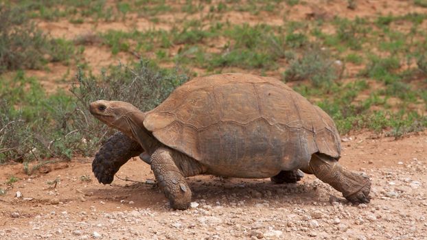 A Leopard Tortoise (Geochelone pardalis), in Addo Elephant National Park, South Africa.