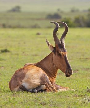 A Red Hartebeest(Alcelaphus buselaphus) in Addo Elephant National Park, South Africa.