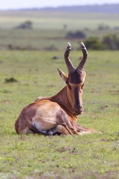 A Red Hartebeest(Alcelaphus buselaphus) in Addo Elephant National Park, South Africa.