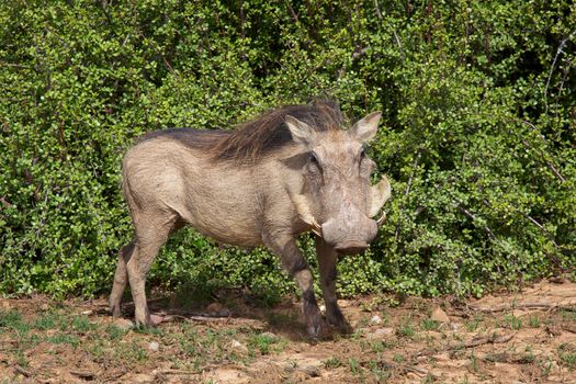 A warthog (Phacochoerus aethiopicus) in the Addo Elephant National Park, South Africa.