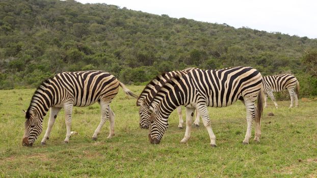 Burchell's zebra (Equus burchellii), in Addo Elephant National Park, South Africa.