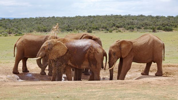 Young elephant bulls at a waterhole in Addo Elephant National Park, South Africa,