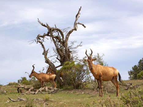 Red Hartebeest (Alcelaphus buselaphus) in Addo Elephant National Park, South Africa.