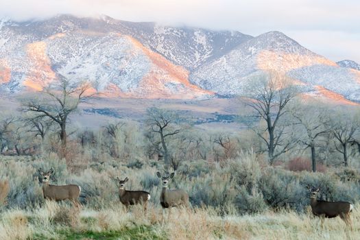 A picture of four deer that have come down the mountain for the winter.  The sun is setting on the beautiful mountains in the background.