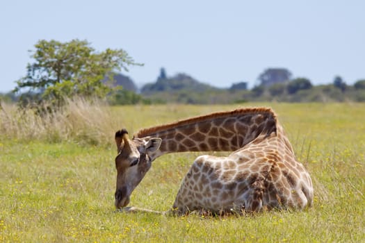 A young giraffe (Giraffa camelopardalis) in the Sibuya Game Reserve in South Africa's Eastern Cape.