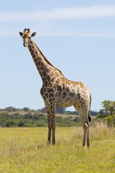 A young giraffe (Giraffa camelopardalis) in the Sibuya Game Reserve in South Africa's Eastern Cape.