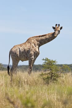 A young male giraffe (Giraffa camelopardalis) in the Sibuya Game Reserve in South Africa's Eastern Cape.