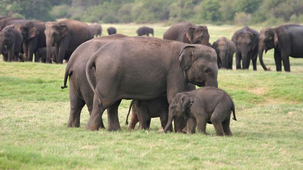 A herd of Sri Lankan elephant (the largest of four subspecies of the Asian elephant) in the Minneriya National Park, Sri Lanka
