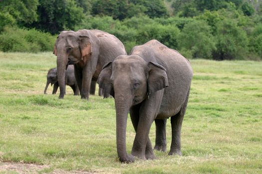 Sri Lankan elephant (the largest of four subspecies of the Asian elephant) in the Minneriya National Park, Sri Lanka