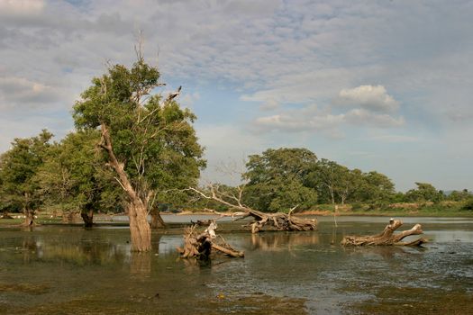 Trees growing in a marsh in an area known as The Elephant Corridor, North Central Province, Sri Lanka.