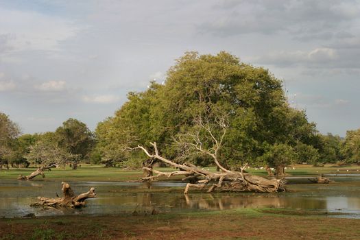 Trees growing in a marsh in an area known as The Elephant Corridor, North Central Province, Sri Lanka.