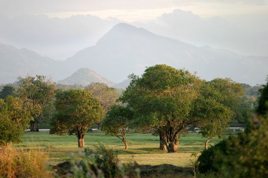 Trees growing in a marsh in an area known as The Elephant Corridor, with the Kandalama Hills in the background, North Central Province, Sri Lanka.