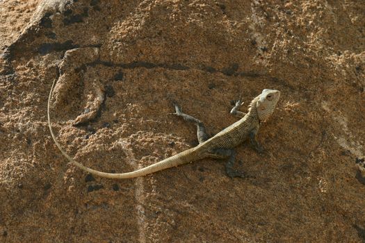 A lizard sunbathing in an area known as The Elephant Corridor, North Central Province, Sri Lanka.