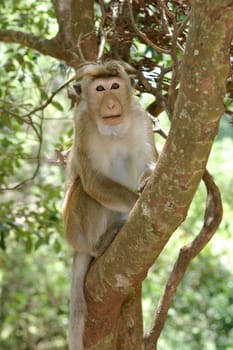 A toque macaque (monkey) at the the Sigiriya UNESCO World Heritage Site in Sri Lanka.