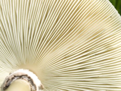texture of underside gills of mushroom fungi macro